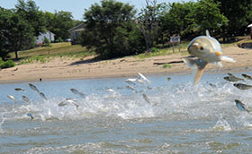 Clock Ticking on Keeping Asian Carp Out of The Great Lakes